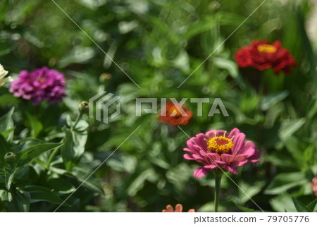 Tsinia flowers in a juicy side in the garden in summer Tsinia flowers in a juicy side in the garden in summer 79705776