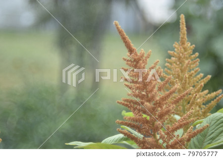 Yellow bush of Amaranth flowers lat. Amaranthus in the garden in summer Yellow bush of Amaranth flowers lat. Amaranthus in the garden in summer 79705777