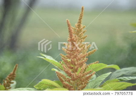 Yellow bush of Amaranth flowers lat. Amaranthus in the garden in summer Yellow bush of Amaranth flowers lat. Amaranthus in the garden in summer 79705778