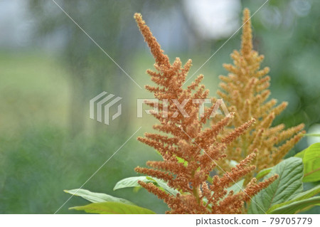 Yellow bush of Amaranth flowers lat. Amaranthus in the garden in summer 79705779