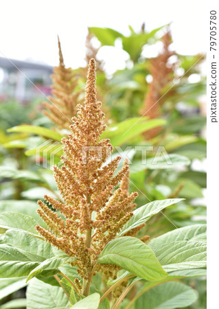 Yellow bush of Amaranth flowers lat. Amaranthus in the garden in summer Yellow bush of Amaranth flowers lat. Amaranthus in the garden in summer 79705780