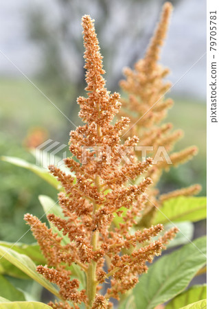 Yellow bush of Amaranth flowers lat. Amaranthus in the garden in summer 79705781