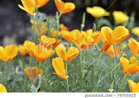 Yellow-red flowers of the Ashsholtia Poppy Papaveraceae in the greenery in summer Yellow-red flowers of the Ashsholtia Poppy Papaveraceae in the greenery in summer 79705928