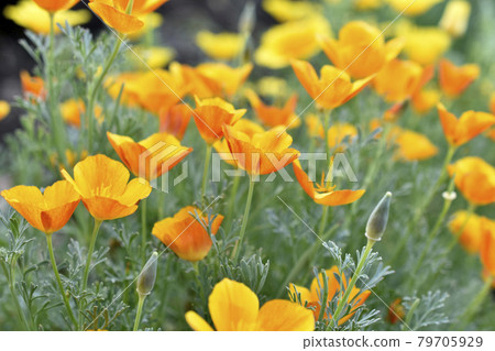 Yellow-red flowers of the Ashsholtia Poppy Papaveraceae in the greenery in summer Yellow-red flowers of the Ashsholtia Poppy Papaveraceae in the greenery in summer 79705929