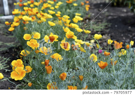 Yellow-red flowers of the Ashsholtia Poppy Papaveraceae in the greenery in summer Yellow-red flowers of the Ashsholtia Poppy Papaveraceae in the greenery in summer 79705977