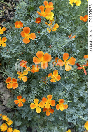 Yellow-red flowers of the Ashsholtia Poppy Papaveraceae in the greenery in summer 79705978