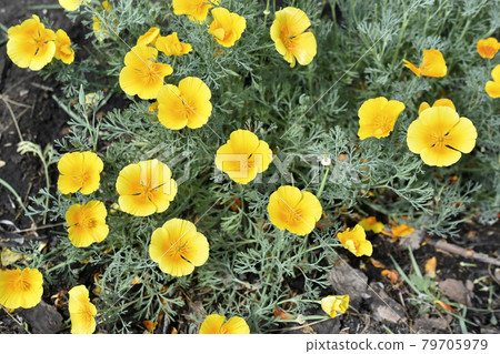 Yellow-red flowers of the Ashsholtia Poppy Papaveraceae in the greenery in summer Yellow-red flowers of the Ashsholtia Poppy Papaveraceae in the greenery in summer 79705979