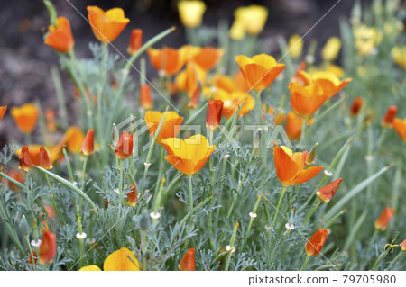Yellow-red flowers of the Ashsholtia Poppy Papaveraceae in the greenery in summer Yellow-red flowers of the Ashsholtia Poppy Papaveraceae in the greenery in summer 79705980