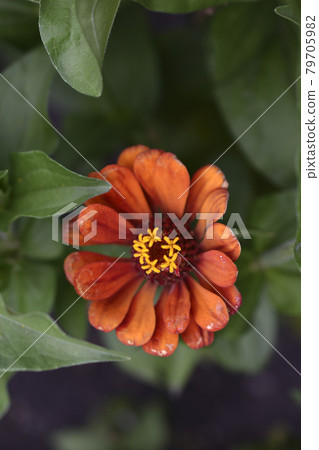 Colorful flowers of zinnia elegant in the garden Colorful flowers of zinnia elegant in the garden 79705982