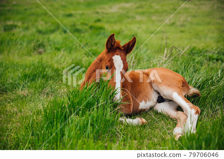 a small horse stallion resting on the green grass a small horse stallion resting on the green grass 79706046