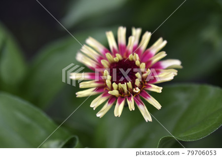 Colorful flowers of zinnia elegant in the garden 79706053