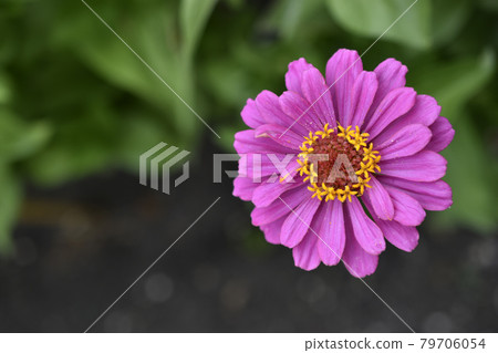 Colorful flowers of zinnia elegant in the garden Colorful flowers of zinnia elegant in the garden 79706054