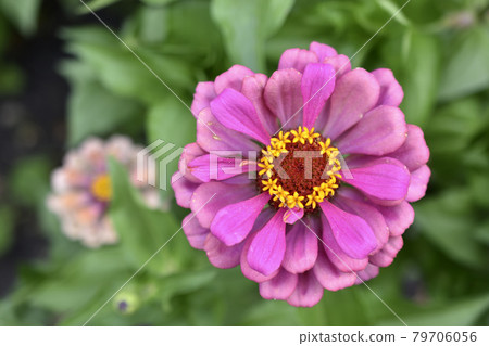 Colorful flowers of zinnia elegant in the garden Colorful flowers of zinnia elegant in the garden 79706056