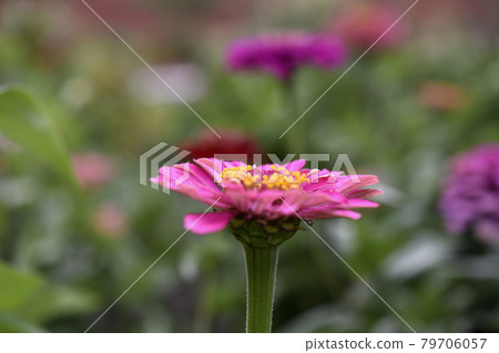 Colorful flowers of zinnia elegant in the garden Colorful flowers of zinnia elegant in the garden 79706057