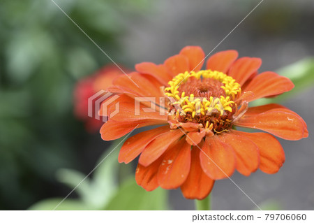 Colorful flowers of zinnia elegant in the garden Colorful flowers of zinnia elegant in the garden 79706060