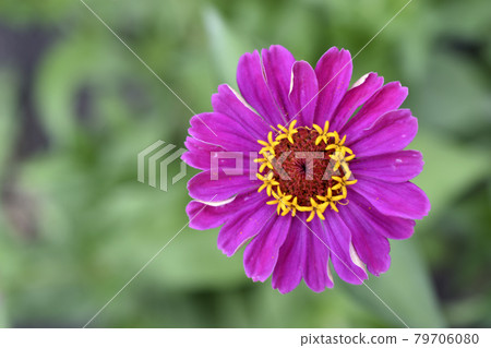 Colorful flowers of zinnia elegant in the garden 79706080