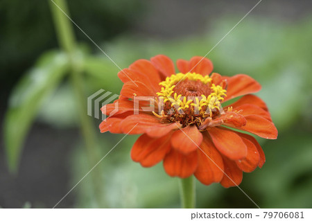 Colorful flowers of zinnia elegant in the garden Colorful flowers of zinnia elegant in the garden 79706081