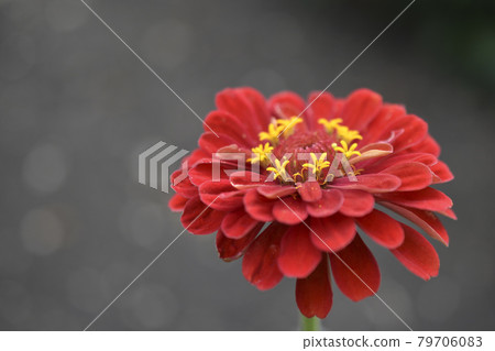 Colorful flowers of zinnia elegant in the garden 79706083