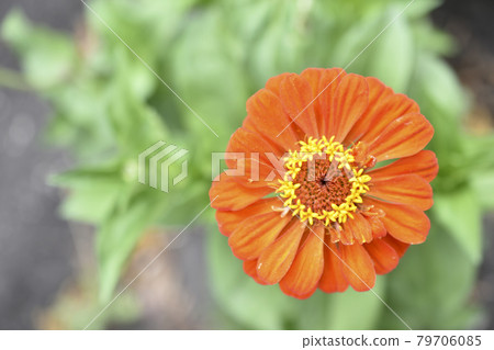 Colorful flowers of zinnia elegant in the garden Colorful flowers of zinnia elegant in the garden 79706085