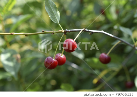 Red cherry berries on a branch in summer Red cherry berries on a branch in summer 79706135