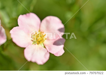 Pink flower Lapchatka is one of the varieties of herbaceous plants of the family Rosaceae. 79707022