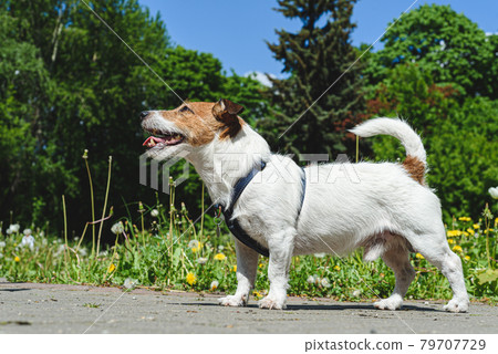 Dog days of summer concept with dog standing outside on bright and hot sun 79707729