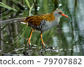 Bird - Western Water Rail ( Rallus aquaticus ) moves quickly through shallow water in thickets of reeds on an early cloudy summer morning. 79707882