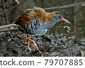 Bird - Western Water Rail ( Rallus aquaticus ) moves quickly through shallow water in thickets of reeds on an early cloudy summer morning. 79707885