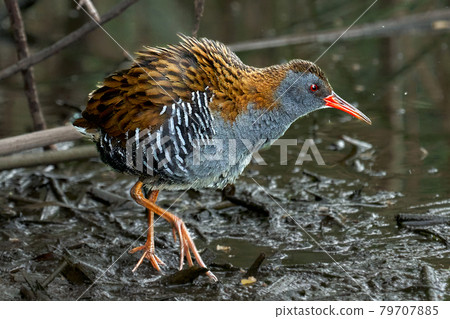 Bird - Western Water Rail ( Rallus aquaticus ) moves quickly through shallow water in thickets of reeds on an early cloudy summer morning. 79707885