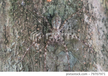 Closeup of huntsman spider camouflage on tree trunk at Taman Negara National Park, Pahang 79707971