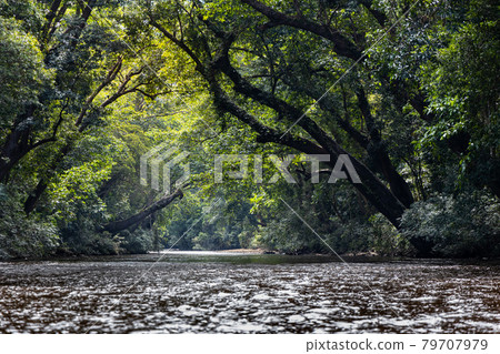 Scenic nature view of Tahan River with lush rainforest foliage at Taman Negara National Park, Pahang Scenic nature view of Tahan River with lush rainforest foliage at Taman Negara National Park, Pahang 79707979