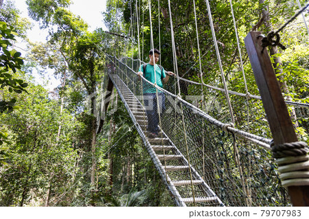 Tourist walking on canopy at Taman Negara National Park rainforest Tourist walking on canopy at Taman Negara National Park rainforest 79707983