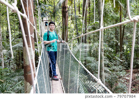 Tourist walking on canopy at Taman Negara National Park rainforest 79707984