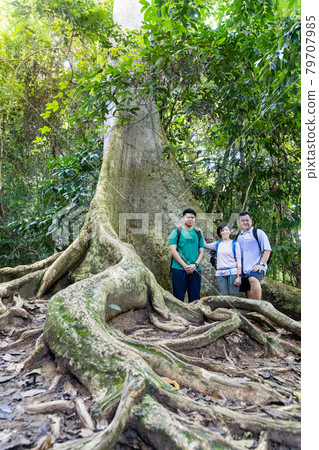 Tourists posing with big trunk tualang tree with huge roots at Taman Negara National Park, Pahang Tourists posing with big trunk tualang tree with huge roots at Taman Negara National Park, Pahang 79707985
