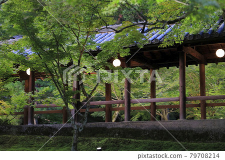 Tofukuji Temple: Garden of fresh greenery, lit up from dusk 79708214