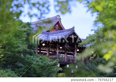 Tofukuji Temple: Garden of fresh greenery, lit up from dusk 79708217