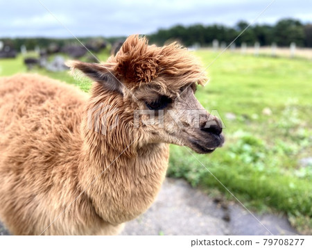 羊駝肖像攝影 79708277
