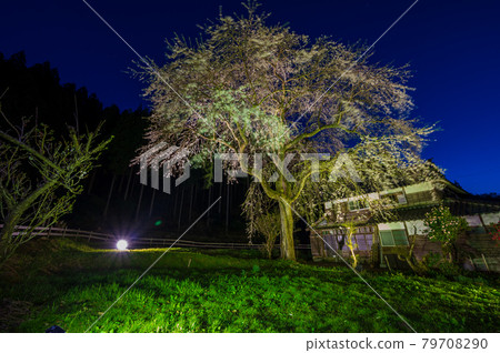 Night view of Chiekozakura (Matsuoka-cho, Komatsu City) and starry sky Night view of Chiekozakura (Matsuoka-cho, Komatsu City) and starry sky 79708290