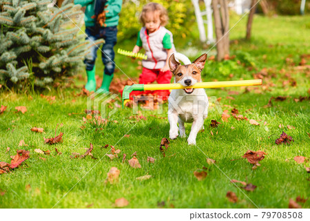 Family and pet dog doing Fall cleaning in garden and gathering old leaves at lawn 79708508