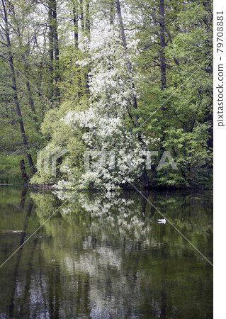 blooming bird cherry in the park is reflected in the lake blooming bird cherry in the park is reflected in the lake 79708881
