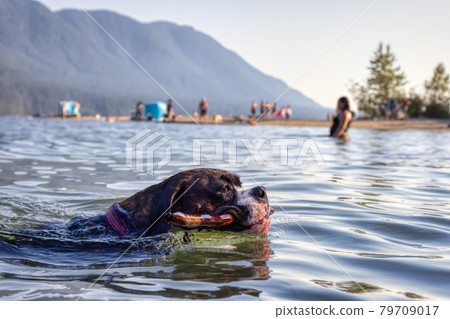 Playful and Funny Boxer Dog swimming in the water 79709017