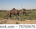 Camels go along the road. Uzbekistan.. 79709076