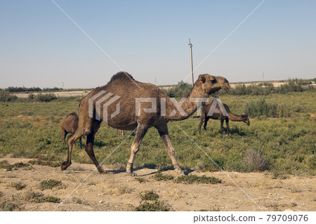 Camels go along the road. Uzbekistan.. 79709076
