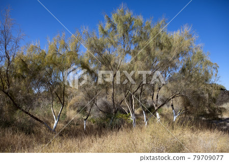 Haloxylon (saxaul) - genus of shrubs or small trees, plant family Amaranthaceae. Haloxylon (saxaul) - genus of shrubs or small trees, plant family Amaranthaceae. 79709077