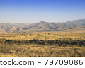 The road in the desert area of Uzbekistan. Buildings on the hill and grazing herds 79709086