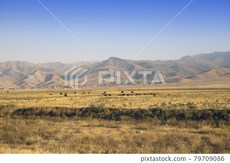 The road in the desert area of Uzbekistan. Buildings on the hill and grazing herds 79709086