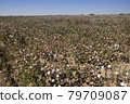 ripe cotton bolls in a field, Uzbekistan 79709087