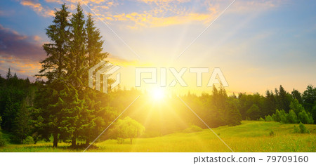 Flowers on grassy meadows and forested hill. Wide photo. Flowers on grassy meadows and forested hill. Wide photo. 79709160