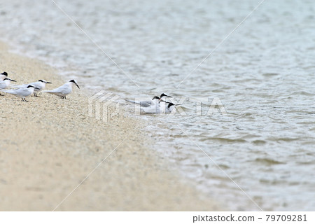 Wild bird / tern Wild bird / tern 79709281