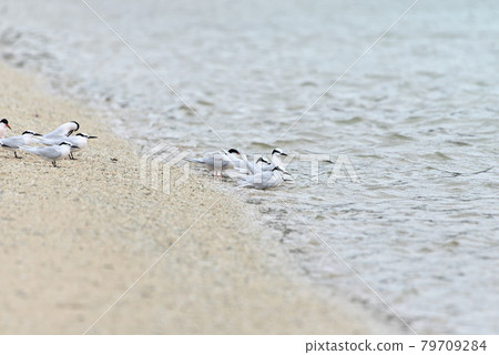 Wild bird / tern Wild bird / tern 79709284